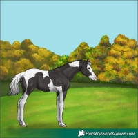 Horse Color:Smoky Black Splash Tobiano 