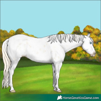 Horse Color:Palomino Sabino Splash 