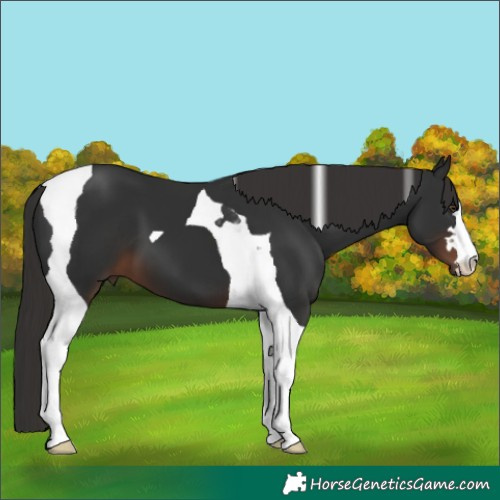 Horse Color:Liver Chestnut Tobiano