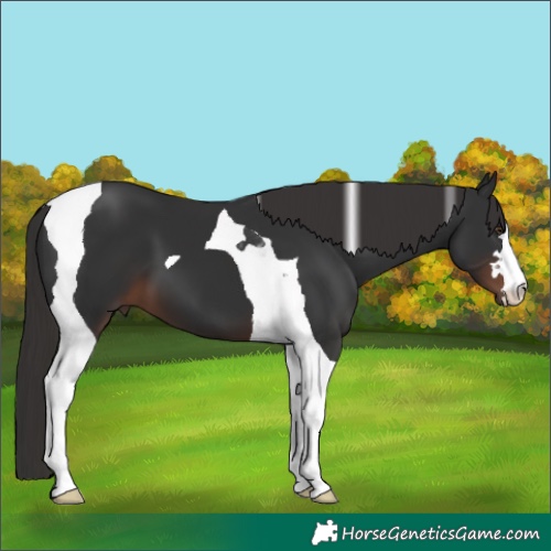 Horse Color:Liver Chestnut Tobiano