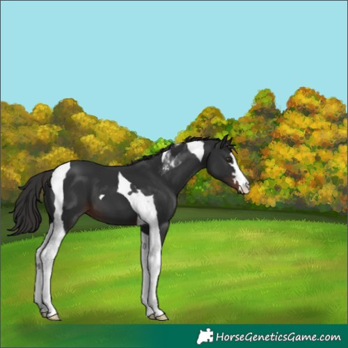 Horse Color:Liver Chestnut Tobiano 