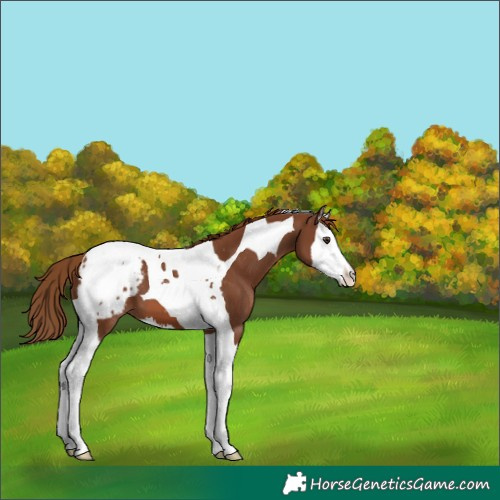 Horse Color:Chestnut Splash Tobiano Appaloosa 