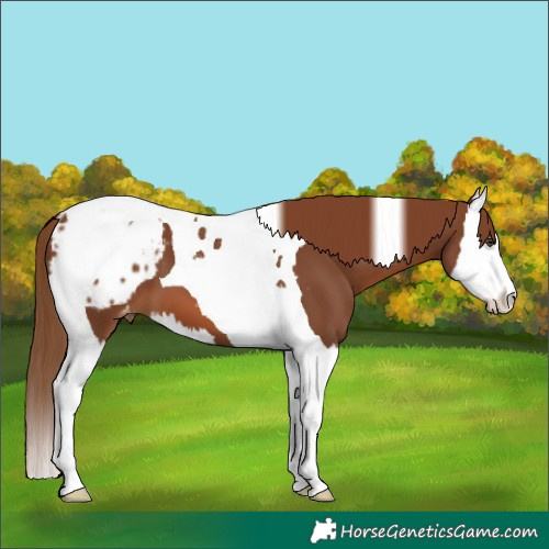 Horse Color:Chestnut Splash Tobiano Blanket 