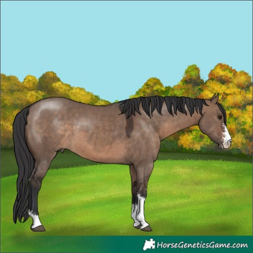 Horse Color:Brown Dun Sabino