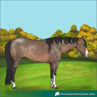 Horse Color:Brown Dun Sabino 
