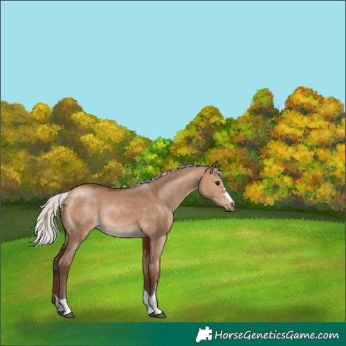 Horse Color:Silver Bay Dun 