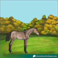 Horse Color:Bay Dun