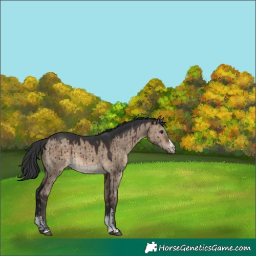 Horse Color:Brown Dun Sabino Brindle