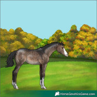 Horse Color:Brown Dun Brindle