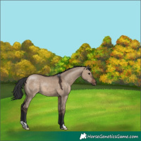 Horse Color:Brown Dun
