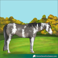 Horse Color:Grullo Sabino