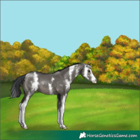 Horse Color:Grullo Sabino 