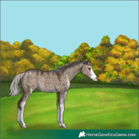 Horse Color:Silver Grullo Sabino Brindle 