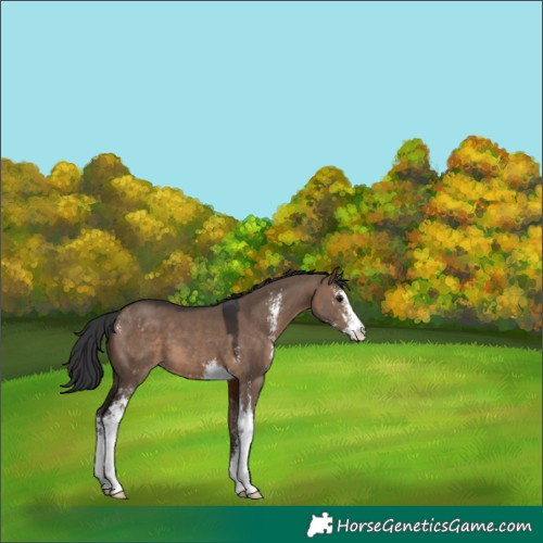 Horse Color:Brown Dun Sabino