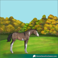 Horse Color:Brown Dun Sabino