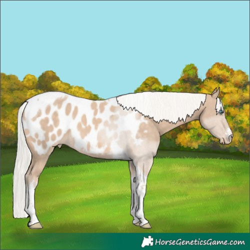 Horse Color:White Spotted Silver Perlino Tobiano Near Leopard 