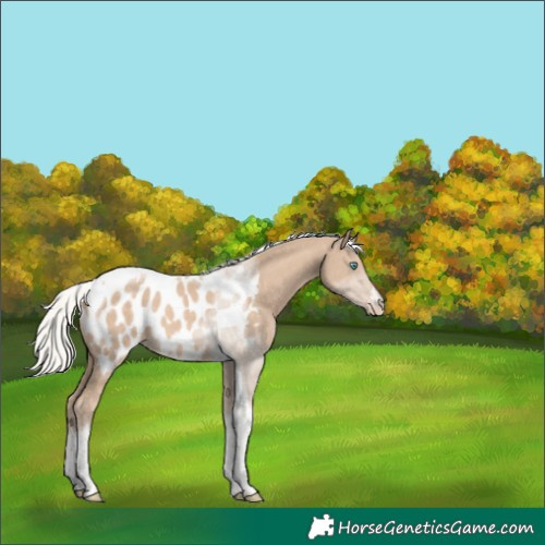 Horse Color:White Spotted Silver Perlino Tobiano Appaloosa 