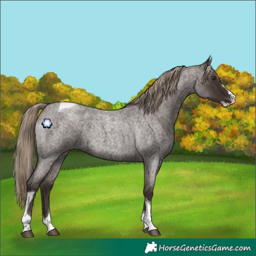 Horse Color:Liver Red Roan Splash Tobiano 