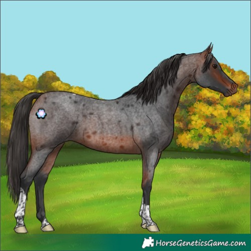 Horse Color:Bay Roan Tobiano Rabicano 