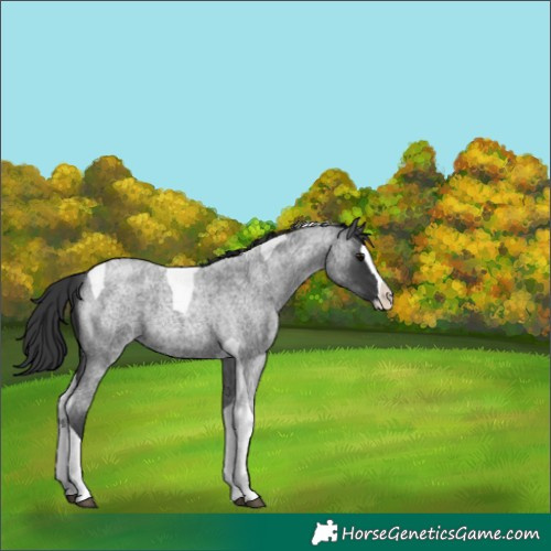 Horse Color:Blue Roan Splash Tobiano 