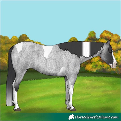 Horse Color:Blue Roan Splash Tobiano 