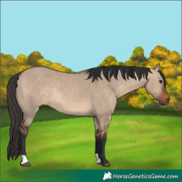 Horse Color:Brown Dun Rabicano 