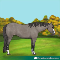 Horse Color:Grullo Varnish