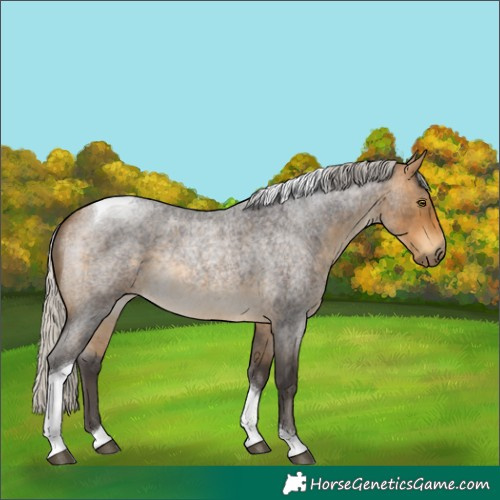 Horse Color:Silver Buckskin Roan Tobiano Rabicano