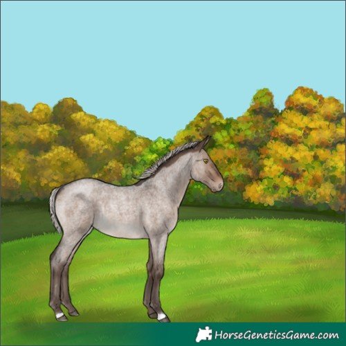 Horse Color:Silver Brown Roan Dun 