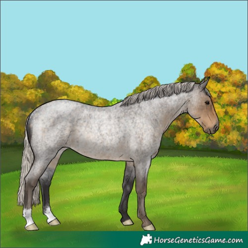Horse Color:Silver Smoky Blue Roan Rabicano