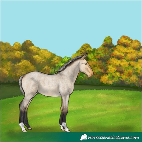 Horse Color:Silver Buckskin Roan Dun 