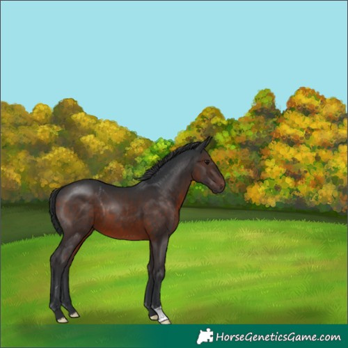 Horse Color:Brown 