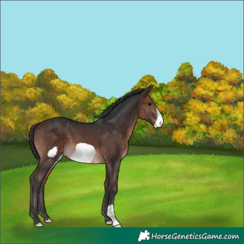 Horse Color:Bay Frame 