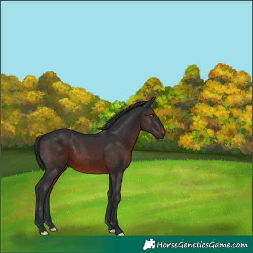 Horse Color:Brown 