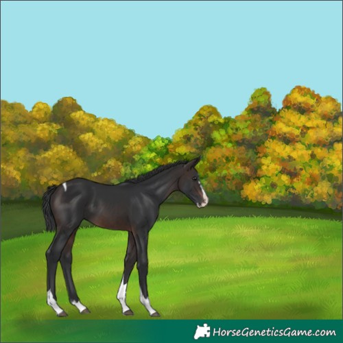 Horse Color:Brown Splash Tobiano