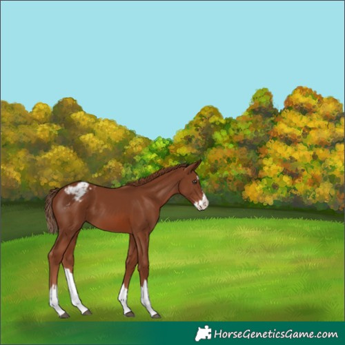 Horse Color:Chestnut Splash Varnish 