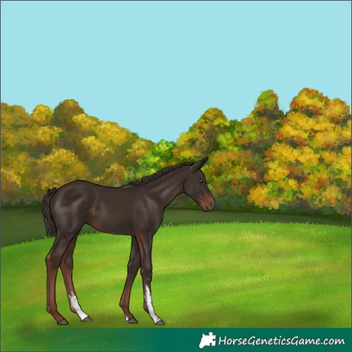 Horse Color:Liver Chestnut Sabino 