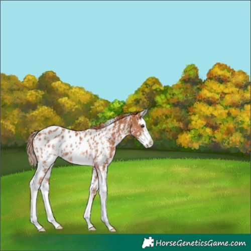 Horse Color:Chestnut Sabino Splash Blanket 