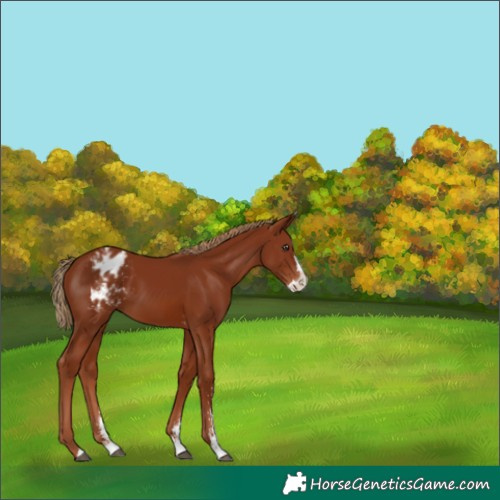 Horse Color:Chestnut Sabino Splash Varnish 