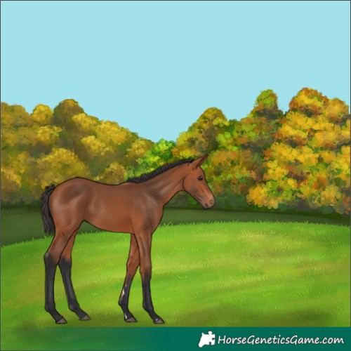 Horse Color:Bay 