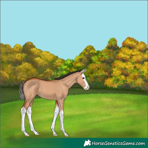Horse Color:Bay Dun Splash 