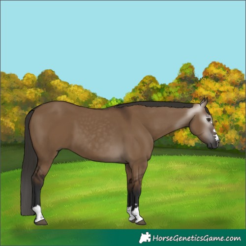 Horse Color:Gray Liver Red Dun