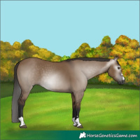 Horse Color:Gray Liver Red Dun 