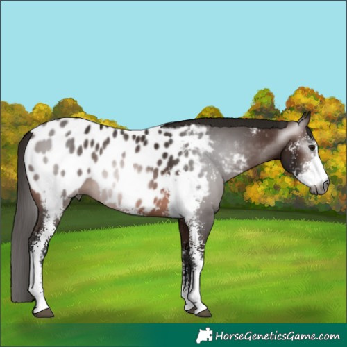 Horse Color:Gray Bay Sabino Near Leopard 