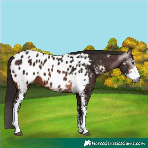 Horse Color:Gray Bay Sabino Appaloosa 