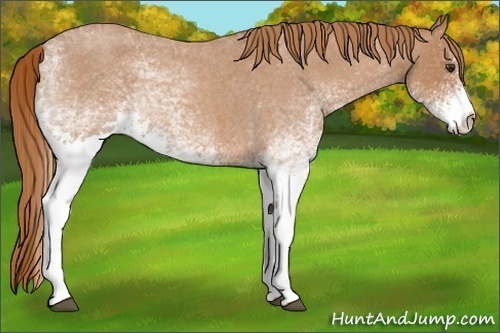 Horse Color:White Spotted Red Roan
