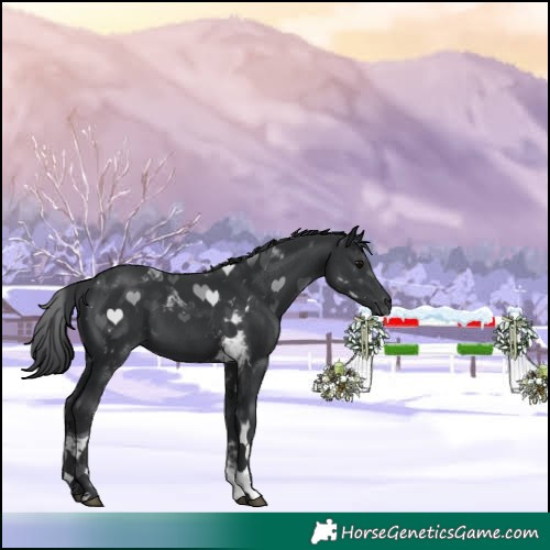 Horse Color:Black Tobiano 