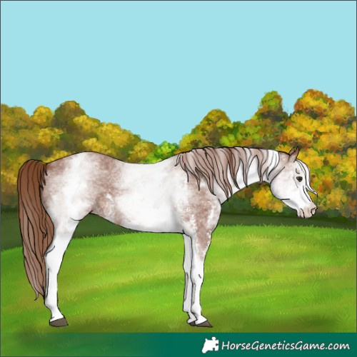 Horse Color:White Spotted Chestnut Sabino