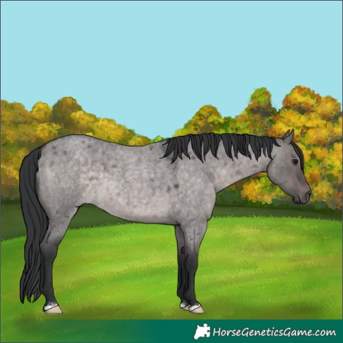 Horse Color:Platinum Brown Roan Dun