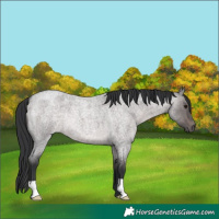 Horse Color:Platinum Brown Roan Dun 